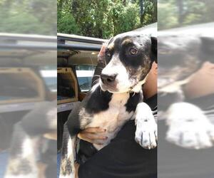 Saint Bernard Dogs for adoption in Fort Walton Beach, FL, USA