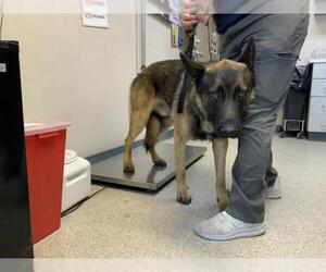 Mutt Dogs for adoption in Visalia, CA, USA