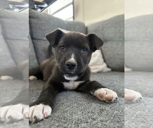 Labrador Retriever-Unknown Mix Dogs for adoption in Phoenix, AZ, USA
