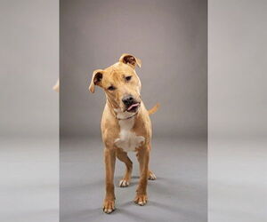 Labrador Retriever-Unknown Mix Dogs for adoption in Belleville, IL, USA