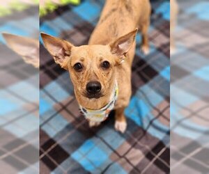 Chiweenie Dogs for adoption in Fairbanks, AK, USA