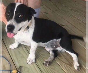 Medium Photo #4 Borador Puppy For Sale in San Antonio, TX, USA