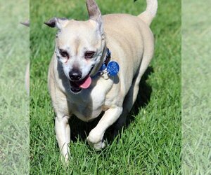 Chihuahua-Unknown Mix Dogs for adoption in Antioch, CA, USA