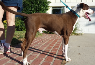 Pointer Dogs for adoption in Simi Valley, CA, USA