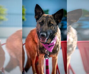 Mutt Dogs for adoption in Newport Beach, CA, USA