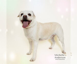 Mutt Dogs for adoption in Corona, CA, USA