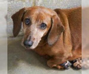 Dachshund Dogs for adoption in Woodside, NY, USA