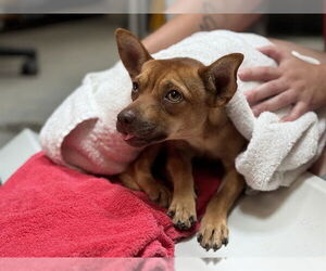 Chihuahua-Unknown Mix Dogs for adoption in Raleigh, NC, USA