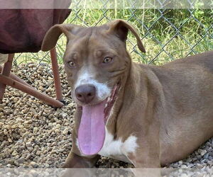 Mountain Cur-Unknown Mix Dogs for adoption in Anniston, AL, USA