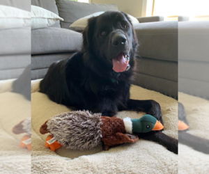 Mutt Dogs for adoption in Brooklyn Center, MN, USA