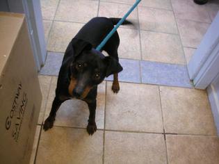 Miniature Pinscher Dogs for adoption in Eureka Springs, AR, USA