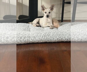 German Shepherd Dog-Unknown Mix Dogs for adoption in Dana Point, CA, USA
