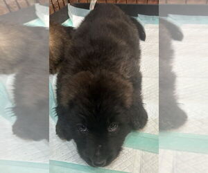 Golden Shepherd Dogs for adoption in Dana Point, CA, USA