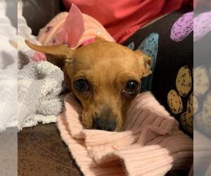 Chihuahua Dogs for adoption in Oakley, CA, USA