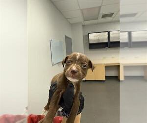 American Pit Bull Terrier-Rat Terrier Mix Dogs for adoption in Corpus Christi, TX, USA