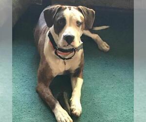 Plott Hound Dogs for adoption in Pendleton, NY, USA