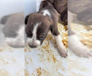 Beagle Dogs for adoption in Houston, TX, USA