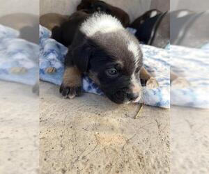 American Pit Bull Terrier-Unknown Mix Dogs for adoption in Oklahoma City, OK, USA
