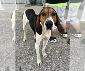 Treeing Walker Coonhound Dogs for adoption in Evansville, IN, USA