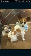 Jack Russell Terrier Dogs for adoption in Litchfield Park, AZ, USA