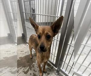 Chihuahua Dogs for adoption in Jackson, CA, USA