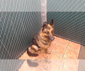 German Shepherd Dog Dogs for adoption in Downey, CA, USA