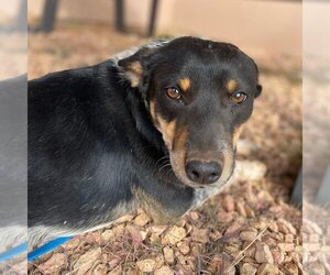 Mutt Dogs for adoption in Kanab, UT, USA