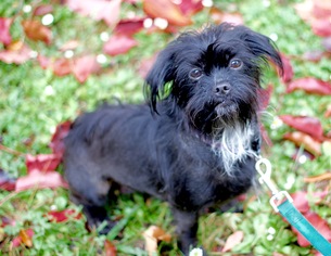 Affen Tzu Dogs for adoption in Palo Alto, CA, USA
