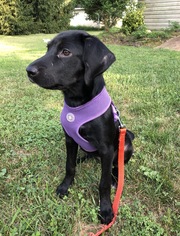 Labrador Retriever Dogs for adoption in Gilbertsville, PA, USA