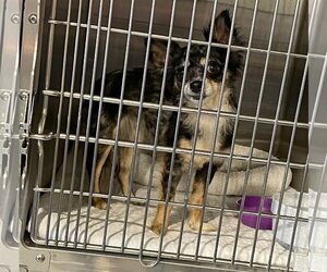 Chihuahua Dogs for adoption in Benton, LA, USA