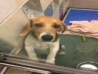 Beagle Dogs for adoption in Plano, TX, USA