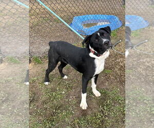 Mutt Dogs for adoption in Evansville, IN, USA