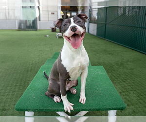American Pit Bull Terrier Dogs for adoption in Pasadena, CA, USA
