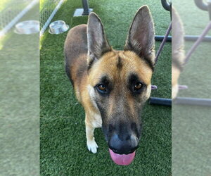 German Shepherd Dog Dogs for adoption in Downey, CA, USA