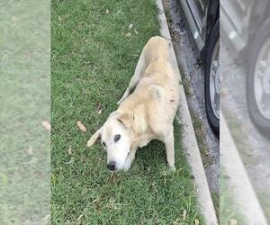 Labrador Retriever-Unknown Mix Dogs for adoption in San Antonio, TX, USA