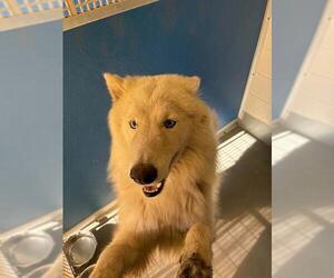 Siberian Husky-Unknown Mix Dogs for adoption in Visalia, CA, USA