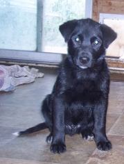 Labrador Retriever Dogs for adoption in Fultonham, NY, USA