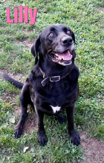 Labrador Retriever Dogs for adoption in Harrisville, WV, USA