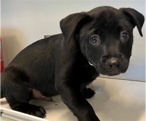 Labrador Retriever Dogs for adoption in San Antonio, TX, USA