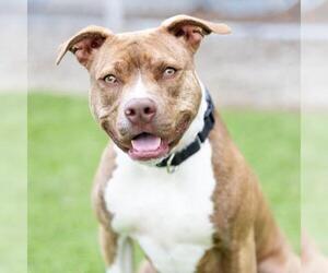 Mutt Dogs for adoption in Camarillo, CA, USA