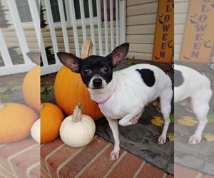Chihuahua-Unknown Mix Dogs for adoption in Holly Springs, NC, USA