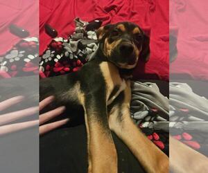 Mutt Dogs for adoption in Atlanta, GA, USA