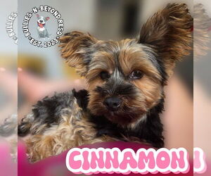 Silky Terrier-Unknown Mix Dogs for adoption in Omaha, NE, USA