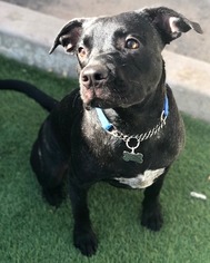 Boxador Dogs for adoption in Tempe, AZ, USA
