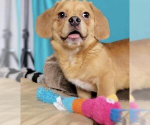 Peagle Dogs for adoption in Mundelein, IL, USA