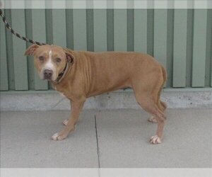 American Pit Bull Terrier Dogs for adoption in Louisville, KY, USA