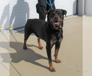 Rottweiler-Unknown Mix Dogs for adoption in Louisville, KY, USA