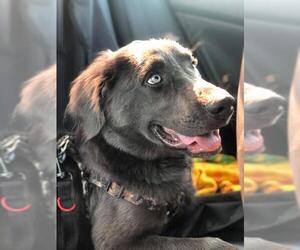 Labmaraner Dogs for adoption in McKinney, TX, USA
