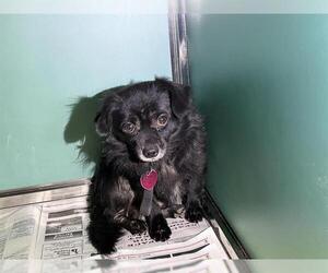 Chihuahua-Unknown Mix Dogs for adoption in San Antonio, TX, USA