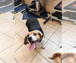 Beagle Dogs for adoption in Tracy City, TN, USA
